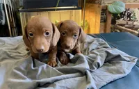 Beans, a male Miniature Dachshund for sale in Snowflake, AZ – 2 of 8