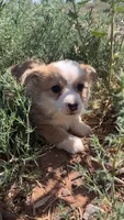 Gravy, a female Pembroke Welsh Corgi for sale in Snowflake, AZ – 5 of 5