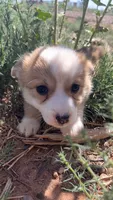 Gravy, a female Pembroke Welsh Corgi for sale in Snowflake, AZ – 3 of 5
