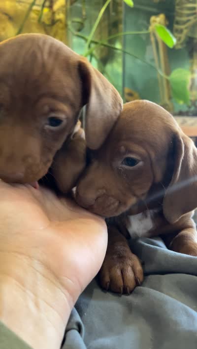 Beans, a male Miniature Dachshund for sale in Snowflake, AZ – 6 of 8