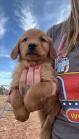 Dillion, a male Golden Retriever for sale in Snowflake, AZ – Photo 4 of 5