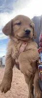 Dillion, a male Golden Retriever for sale in Snowflake, AZ – Photo 2 of 5