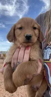 Dillion, a male Golden Retriever for sale in Snowflake, AZ – Photo 1 of 5