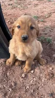 Dillion, a male Golden Retriever for sale in Snowflake, AZ – Photo 5 of 5