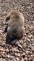 Toast, a male Pembroke Welsh Corgi for sale in Snowflake, AZ – 5 of 10