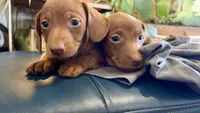Beans, a male Miniature Dachshund for sale in Snowflake, AZ – 5 of 8