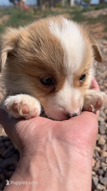 Ham – Pembroke Welsh Corgi puppy on hold in Snowflake, AZ