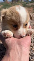 Ham, a male Pembroke Welsh Corgi for sale in Snowflake, AZ – 1 of 4