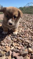 Toast, a male Pembroke Welsh Corgi for sale in Snowflake, AZ – 3 of 10