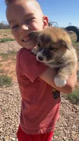 Toast, a male Pembroke Welsh Corgi for sale in Snowflake, AZ – 2 of 10