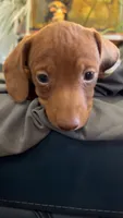 Beans, a male Miniature Dachshund for sale in Snowflake, AZ – 4 of 8