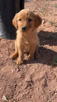 Jackson, a male Golden Retriever for sale in Snowflake, AZ – Photo 3 of 3