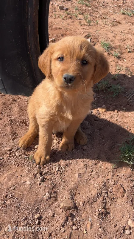 Jackson – Golden Retriever puppy for sale in Snowflake, AZ