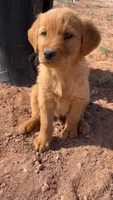 Jackson, a male Golden Retriever for sale in Snowflake, AZ – Photo 2 of 3