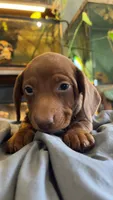 Taters, a male Miniature Dachshund for sale in Snowflake, AZ – 6 of 10