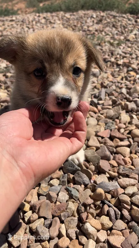 Toast – Pembroke Welsh Corgi puppy on hold in Snowflake, AZ
