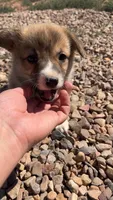 Toast, a male Pembroke Welsh Corgi for sale in Snowflake, AZ – 1 of 10