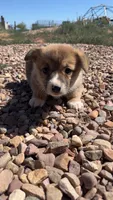 Toast, a male Pembroke Welsh Corgi for sale in Snowflake, AZ – 6 of 10