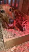 Taters, a male Miniature Dachshund for sale in Snowflake, AZ – 9 of 10
