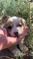 Gravy, a female Pembroke Welsh Corgi for sale in Snowflake, AZ – 4 of 5