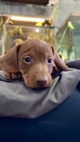 Beans, a male Miniature Dachshund for sale in Snowflake, AZ – 1 of 8