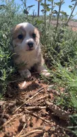 Gravy, a female Pembroke Welsh Corgi for sale in Snowflake, AZ – 2 of 5
