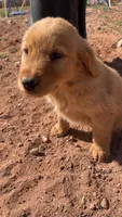 Eddie, a male Golden Retriever for sale in Snowflake, AZ – Photo 2 of 3