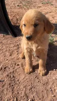 Eddie, a male Golden Retriever for sale in Snowflake, AZ – Photo 3 of 3