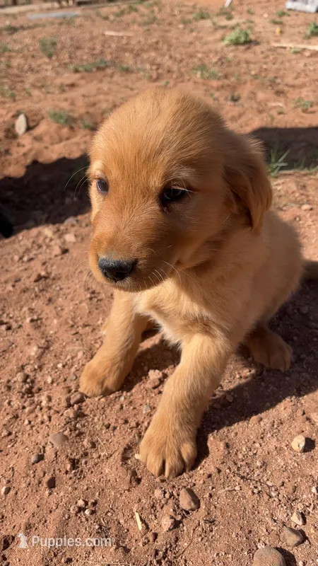 Eddie – Golden Retriever puppy for sale in Snowflake, AZ