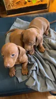 Taters, a male Miniature Dachshund for sale in Snowflake, AZ – 4 of 10
