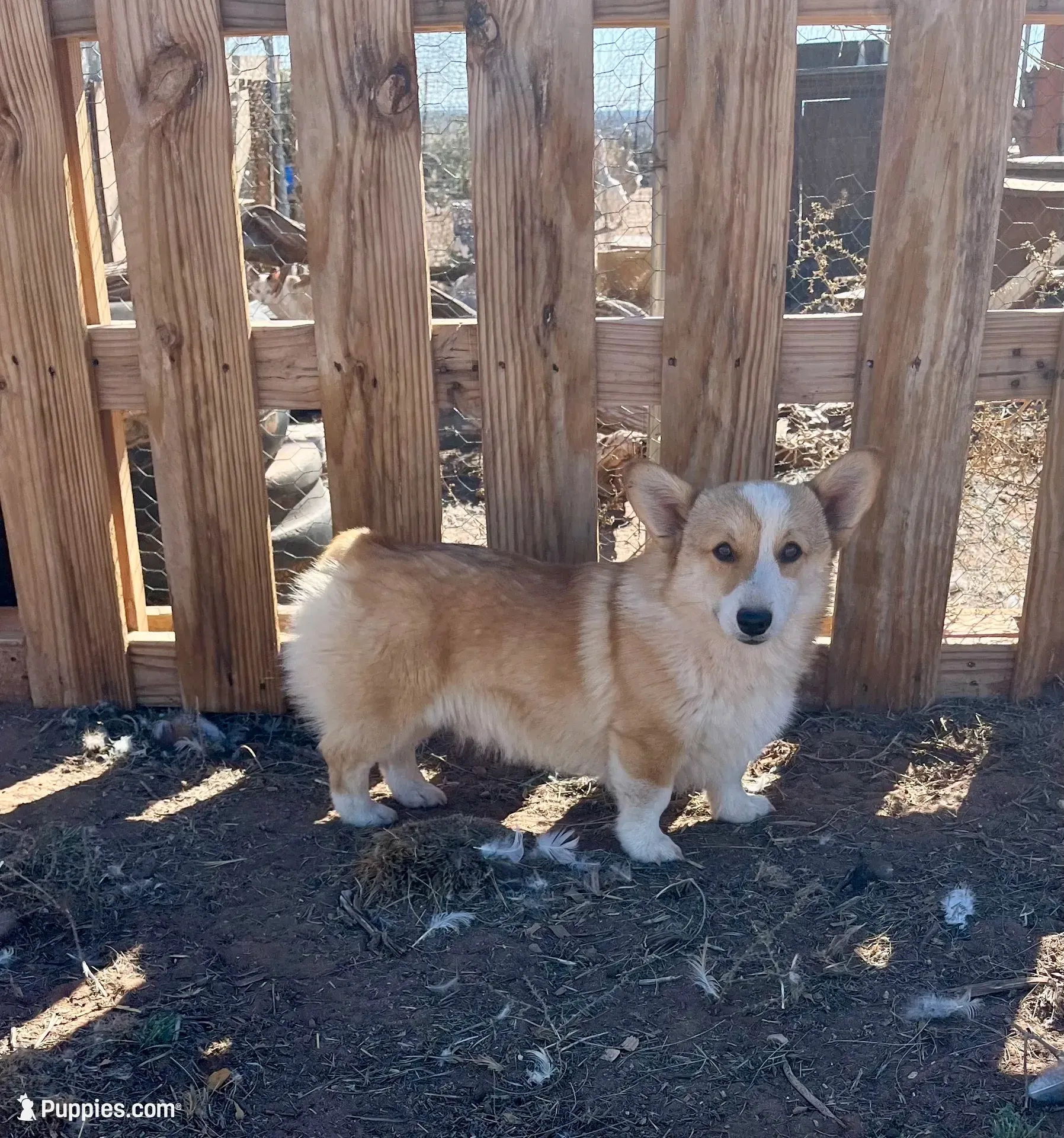 Toast, a male Pembroke Welsh Corgi for sale in Snowflake, AZ – 7 of 10