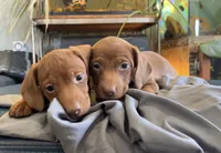 Taters, a male Miniature Dachshund for sale in Snowflake, AZ – 3 of 10