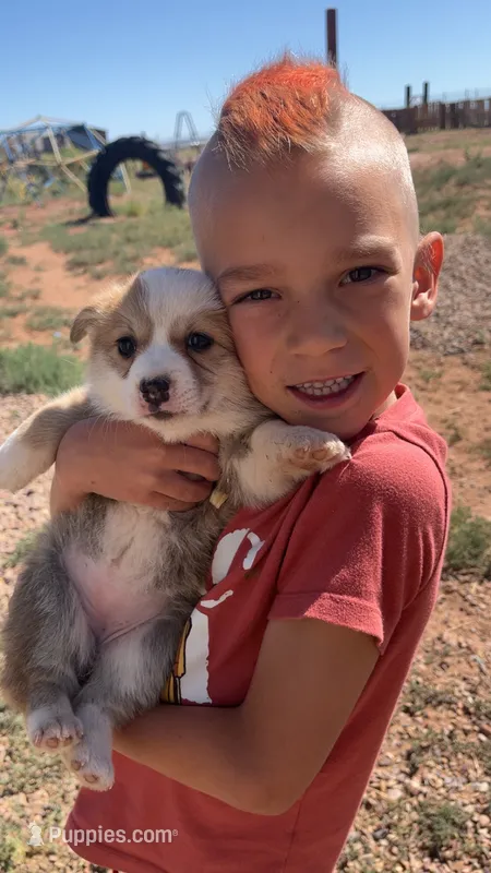 Gravy – Pembroke Welsh Corgi puppy on hold in Snowflake, AZ