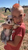 Gravy, a female Pembroke Welsh Corgi for sale in Snowflake, AZ – 1 of 5