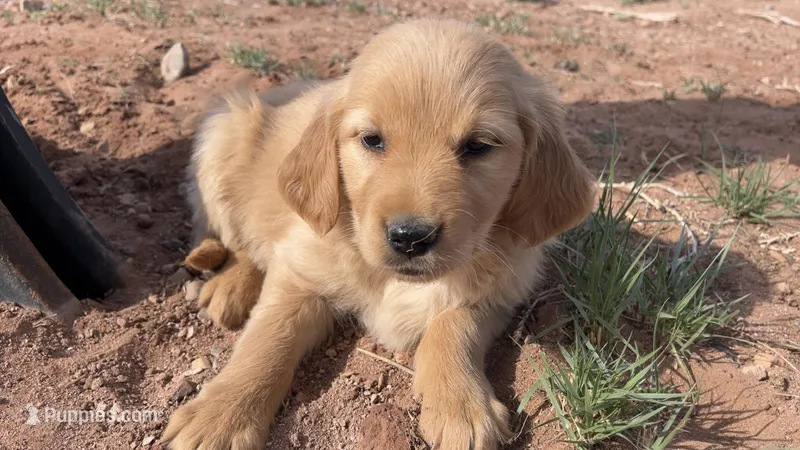 Zella – Golden Retriever puppy for sale in Snowflake, AZ