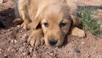 Zella, a female Golden Retriever for sale in Snowflake, AZ – Photo 4 of 4