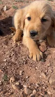 Zella, a female Golden Retriever for sale in Snowflake, AZ – Photo 3 of 4