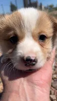 Ham, a male Pembroke Welsh Corgi for sale in Snowflake, AZ – 4 of 4