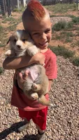 Ham, a male Pembroke Welsh Corgi for sale in Snowflake, AZ – 3 of 4