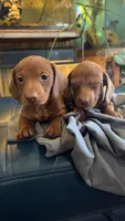 Beans, a male Miniature Dachshund for sale in Snowflake, AZ – 3 of 8