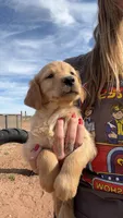 Abe, a male Golden Retriever for sale in Snowflake, AZ – Photo 2 of 5