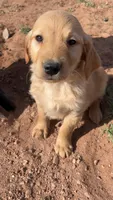 Abe, a male Golden Retriever for sale in Snowflake, AZ – Photo 5 of 5