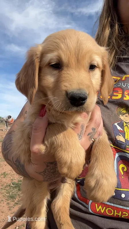 Abe – Golden Retriever puppy on hold in Snowflake, AZ