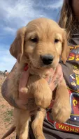 Abe, a male Golden Retriever for sale in Snowflake, AZ – Photo 1 of 5