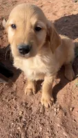 Abe, a male Golden Retriever for sale in Snowflake, AZ – Photo 4 of 5