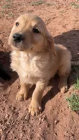 Abe, a male Golden Retriever for sale in Snowflake, AZ – Photo 3 of 5