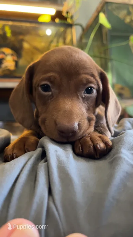 Taters – Miniature Dachshund puppy for sale in Snowflake, AZ