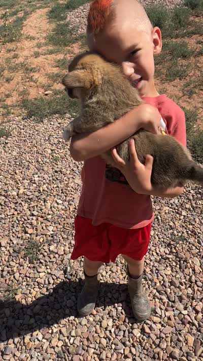 Toast, a male Pembroke Welsh Corgi for sale in Snowflake, AZ – 10 of 10