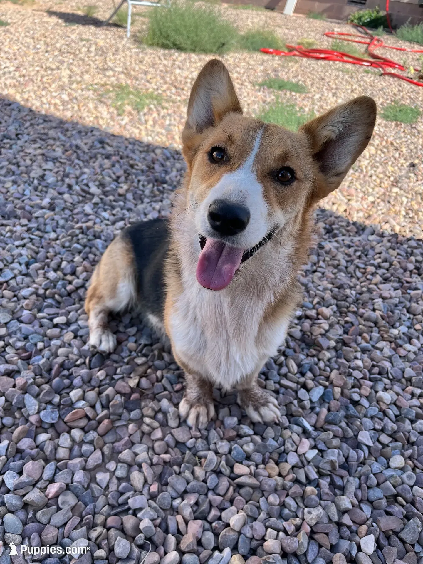 Toast, a male Pembroke Welsh Corgi for sale in Snowflake, AZ – 9 of 10