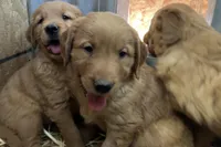 Henderson, a male Golden Retriever for sale in Snowflake, AZ – Photo 3 of 6